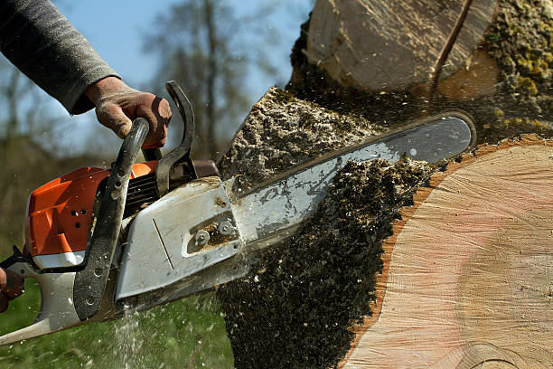 Residential Tree Removal in Springville, AL